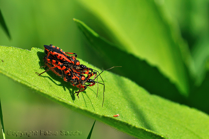 Reduviidae: Rhynocoris iracundus di Reggio Emilia